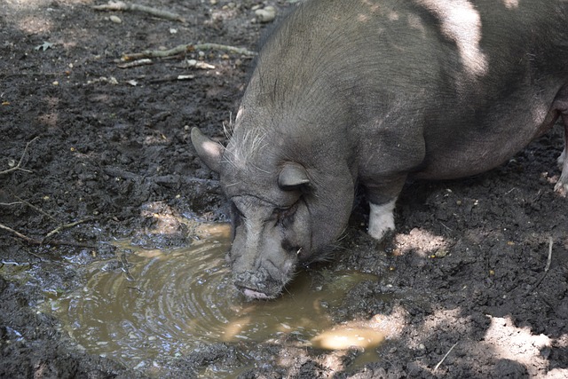 领域的新星 领域的新星