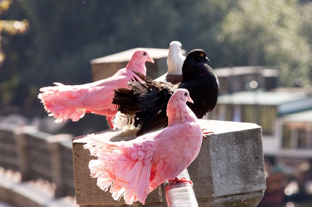 门将作为球 门将作为球